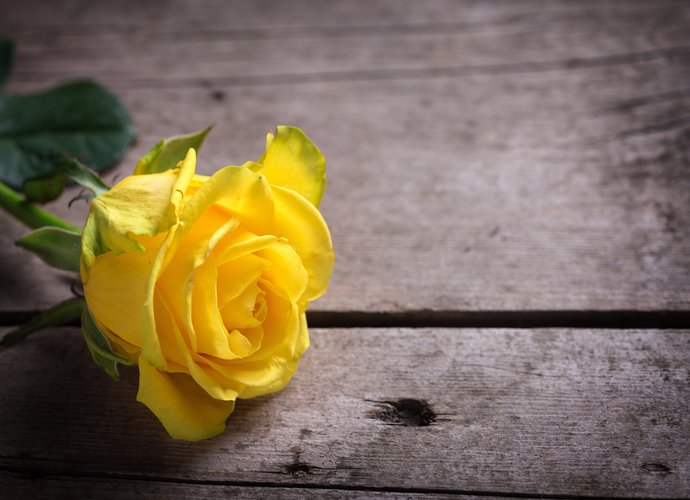 Tout savoir sur la rose : histoire, symbolique et couleurs – Bouvard Fleurs